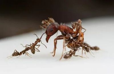 Уничтожение муравьев Дедовск